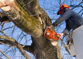 В рамках реализации программ по благоустройству в сельских поселениях Мценского района проводятся работы по опиловке и вырубке деревьев на общественных территориях.