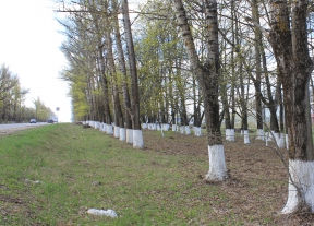 В рамках экологического двухмесячника на территории Мценского района была проведена побелка деревьев вдоль федеральной трассы М2 Крым