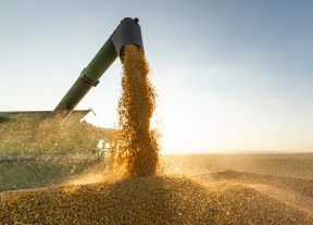 По прогнозу Минсельхоза в России вырастет экспорт зерна