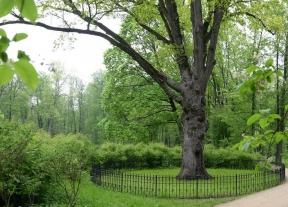 1 февраля стартовало голосование в международном конкурсе «Европейское дерево года – 2022»